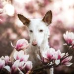 Dog Photographer of the Year 2019: Portrait of deaf 14-year-old rescue dog takes top prize