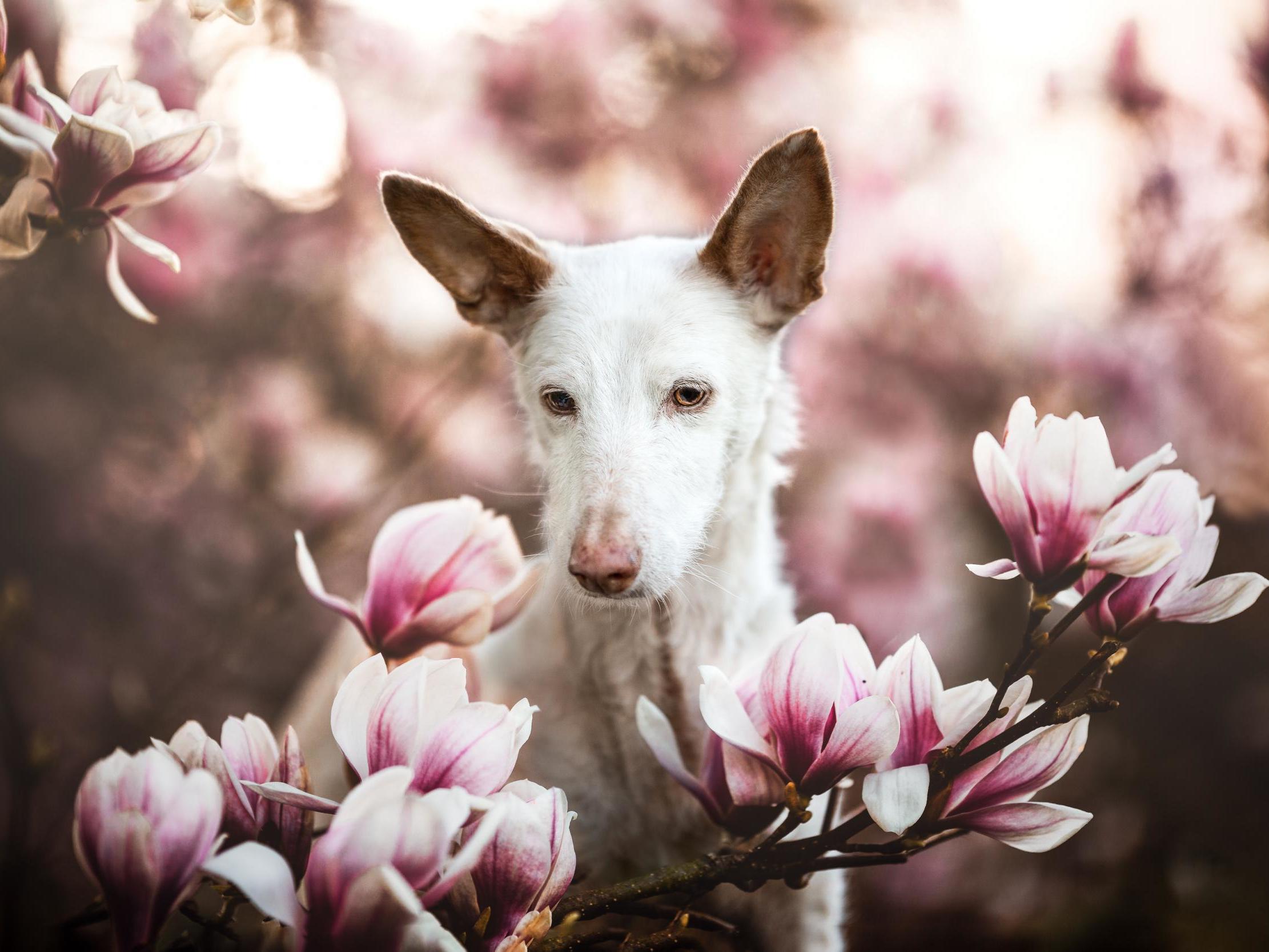 Dog Photographer of the Year 2019: Portrait of deaf 14-year-old rescue dog takes top prize