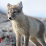Scientists ‘speechless’ at Arctic fox’s epic trek