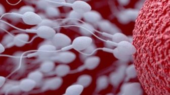 Sederet Penyebab Menurunnya Kualitas Sperma, Apa Saja? – Suara.com