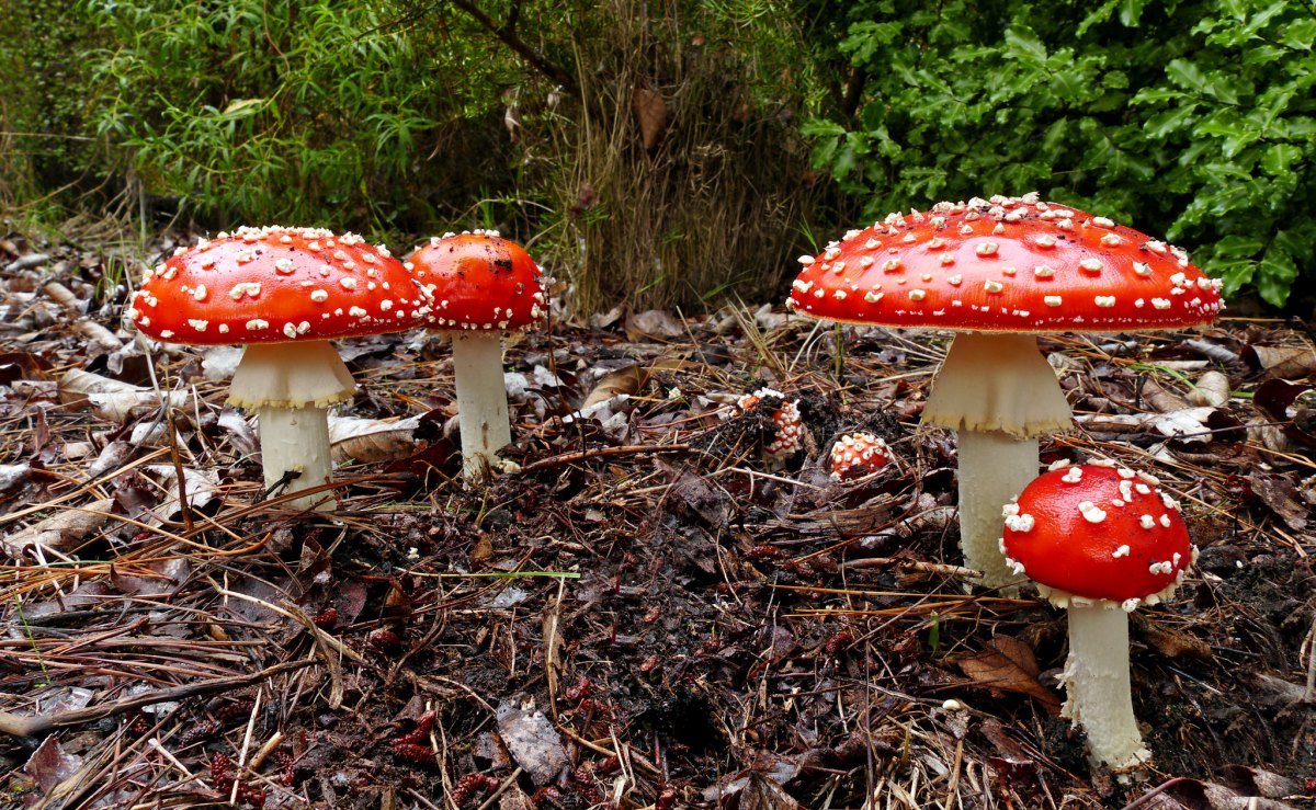 The Poisonous ABCs: From Aconitine to Zetekitoxin