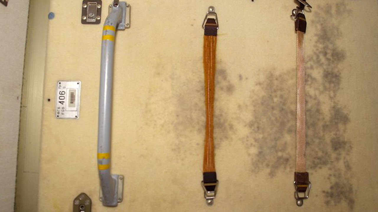 Space station mold survives 200 times the radiation dose that would kill a human