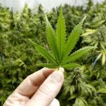 Intrigue and Revolt Grip Cannabis Powerhouse Canopy Growth