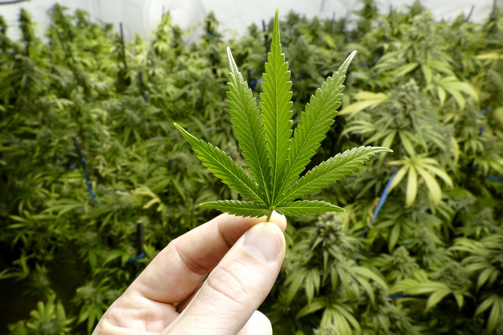 Intrigue and Revolt Grip Cannabis Powerhouse Canopy Growth