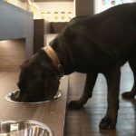 Dog treats could make humans sick, CDC says – My TV20 Detroit