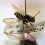Insect apocalypse: German bug watchers sound alarm