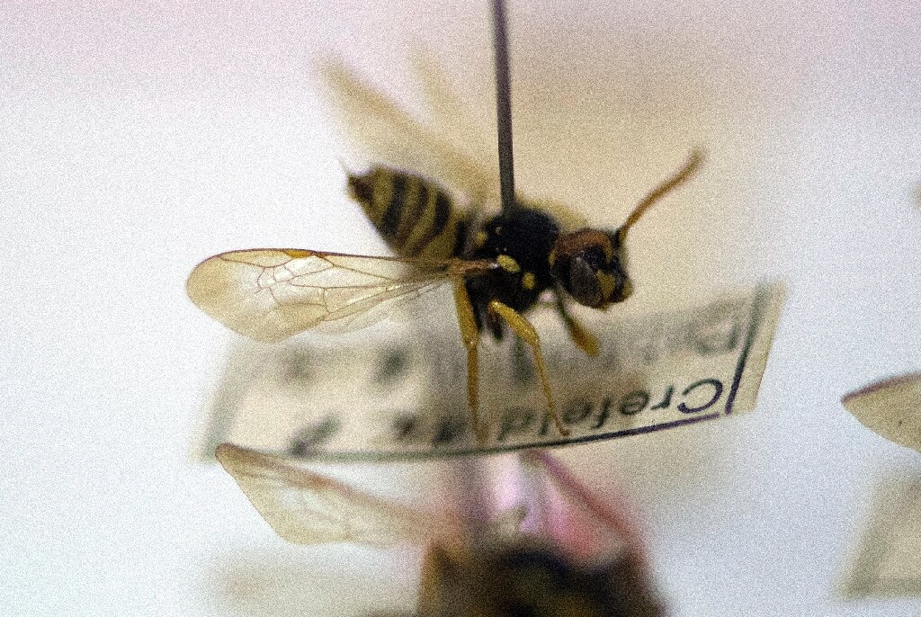Insect apocalypse: German bug watchers sound alarm