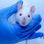 Un nuevo tratamiento logra remitir el cáncer de vejiga en ratones – Republica.com