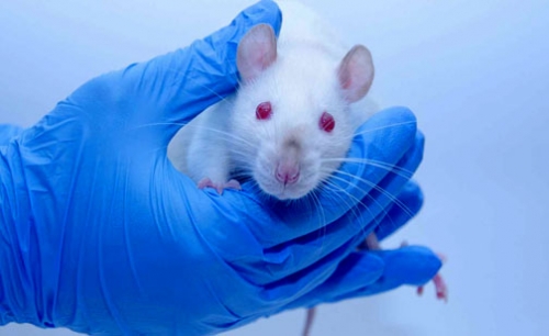 Un nuevo tratamiento logra remitir el cáncer de vejiga en ratones – Republica.com