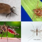 What do we have to thank for reduced Lyme disease in Pa.? Trees, maybe – Pittsburgh Post-Gazette