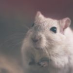 Scientists say they found a cure for HIV in some mice; humans could be next – INFORUM