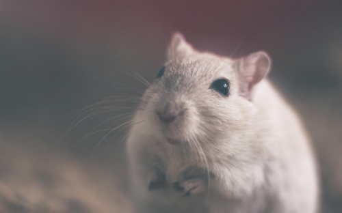 Scientists say they found a cure for HIV in some mice; humans could be next – INFORUM
