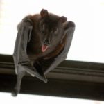 Deadly bat disease detected in Plumas County – Action News Now