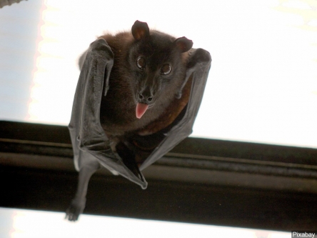 Deadly bat disease detected in Plumas County – Action News Now