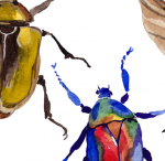 We Need Insects More Than They Need Us – Issue 73: Play – Nautilus