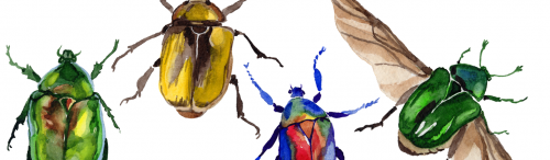 We Need Insects More Than They Need Us – Issue 73: Play – Nautilus