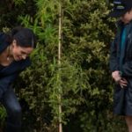 Planting trees could make a huge dent in our growing climate crisis. But we’d need to cover an area the size of the US, starting right now.