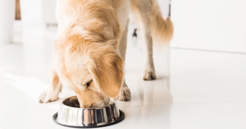 What Is DCM In Dogs And Can Pet Food Cause It? – HuffPost Canada