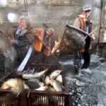 Fish replacement may be the next big wave in alternative protein development