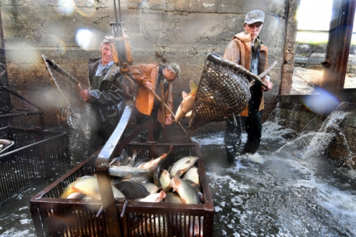Fish replacement may be the next big wave in alternative protein development