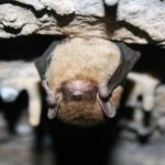 ‘Deadly Bat Fungus Detected in California,’ Says CDFW – Redheaded Blackbelt