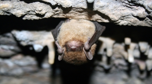 ‘Deadly Bat Fungus Detected in California,’ Says CDFW – Redheaded Blackbelt