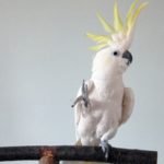 Snowball: Cockatoo who can pull off 14 different moves is first non-human animal known to dance to a beat
