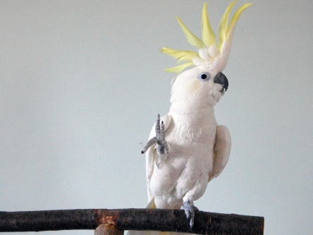 Snowball: Cockatoo who can pull off 14 different moves is first non-human animal known to dance to a beat