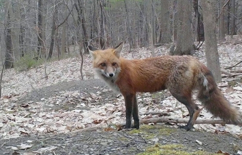 Fox attacks Oswego County resident; rabies exposure possible – syracuse.com