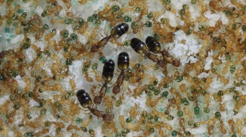 Ants give away the secrets of human brain processes – Lundbeckfonden