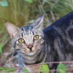 Cat with rabies triggers alert on Epcot Center Drive in Orange County, health officials say – WFTV Orlando