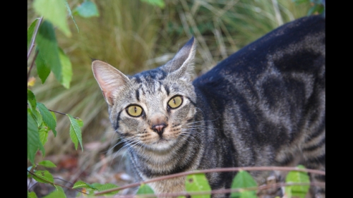 Cat with rabies triggers alert on Epcot Center Drive in Orange County, health officials say – WFTV Orlando