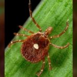 Tick responsible for red meat allergy likely behind new virus where patients later died – WZTV