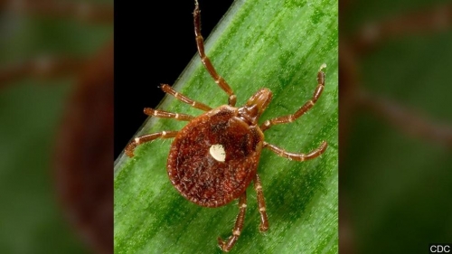 Tick responsible for red meat allergy likely behind new virus where patients later died – WZTV