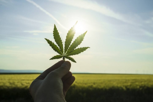 Cannabis Stock Whacked for 27 Percent Drop as Bubble Finally Bursts