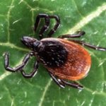 Climate change increasing range and number of ticks – News Talk 980 CJME
