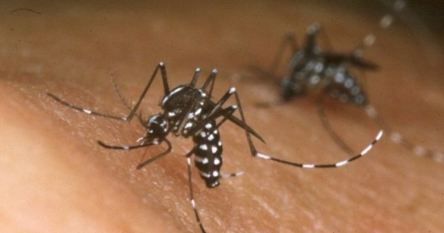 Arizona county sees increase in cases of West Nile Virus – ABC15 Arizona