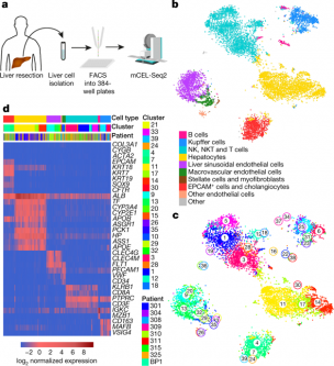 A human liver cell atlas reveals heterogeneity and epithelial progenitors – Nature.com