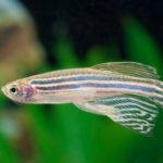 Slumbering zebrafish may offer clues to the origins of sleep – National Geographic