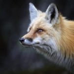 3 people in Bay Colony neighborhood attacked by rabid fox – WTKR News 3