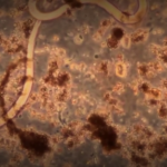 DOH: Visitor to Hawaii Island contracts 6th confirmed case of rat lungworm disease – Hawaii News Now