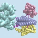 Patterns in DNA reveal hundreds of unknown protein pairings – Phys.org