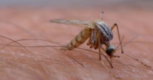 Central Phoenix News Maricopa County records its first West Nile death of 2019 abc15.com staff – ABC15 Arizona