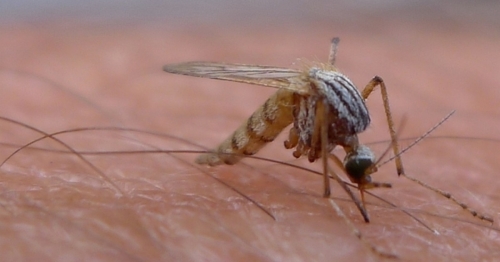 Central Phoenix News Maricopa County records its first West Nile death of 2019 abc15.com staff – ABC15 Arizona