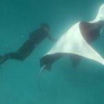 Giant manta ray ‘begs snorkeler to help save her life in incredible encounter’
