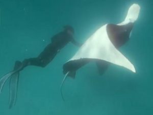 Giant manta ray ‘begs snorkeler to help save her life in incredible encounter’