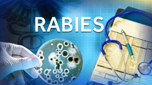 Baltimore health officials confirm raccoon picked up tested positive for rabies – WBAL TV Baltimore
