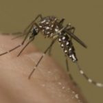 West Nile virus detected in Utah mosquitoes – KSTU FOX 13 Salt Lake City
