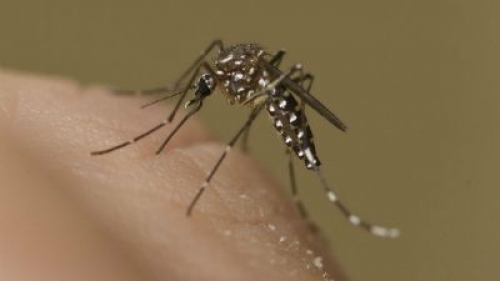West Nile virus detected in Utah mosquitoes – KSTU FOX 13 Salt Lake City