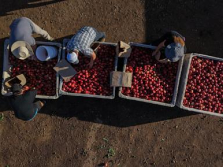 A California farmer is giving away tons of nectarines that he’s not allowed to sell